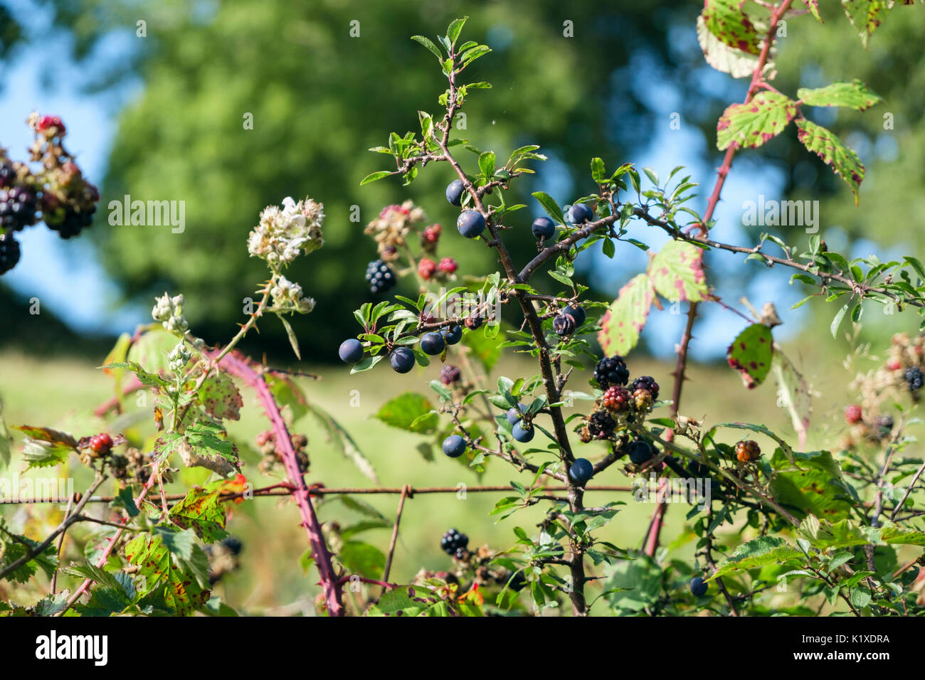 Pruno selvatico (Prunus spinosa prugnoli e More (Rubus fruticosus) in crescita in un paese siepe recinzione in tarda estate. Wales UK Gran Bretagna Foto Stock