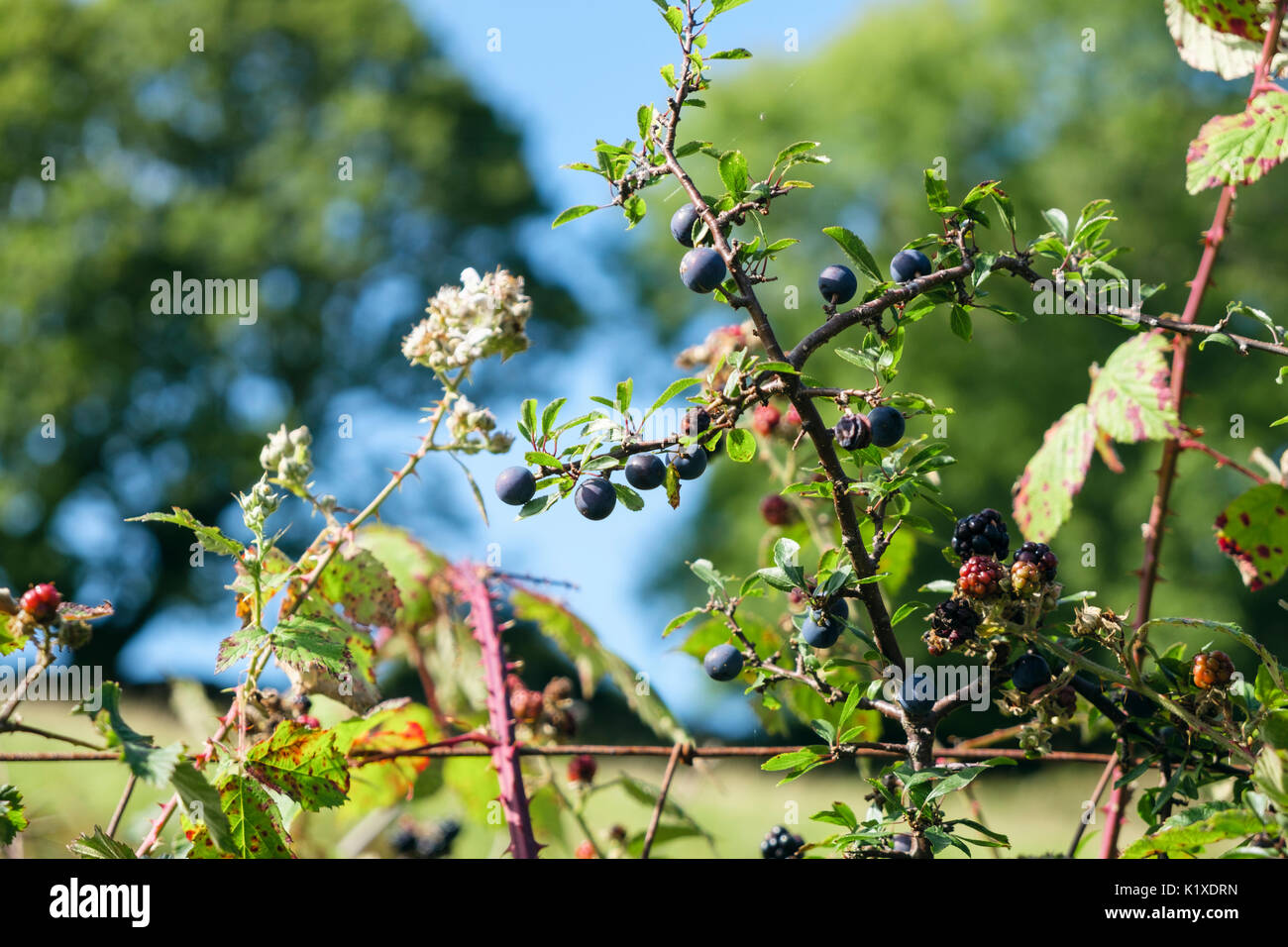 Pruno selvatico (Prunus spinosa prugnoli e More (Rubus fruticosus) in crescita in un paese siepe recinzione in tarda estate. Wales UK Gran Bretagna Foto Stock