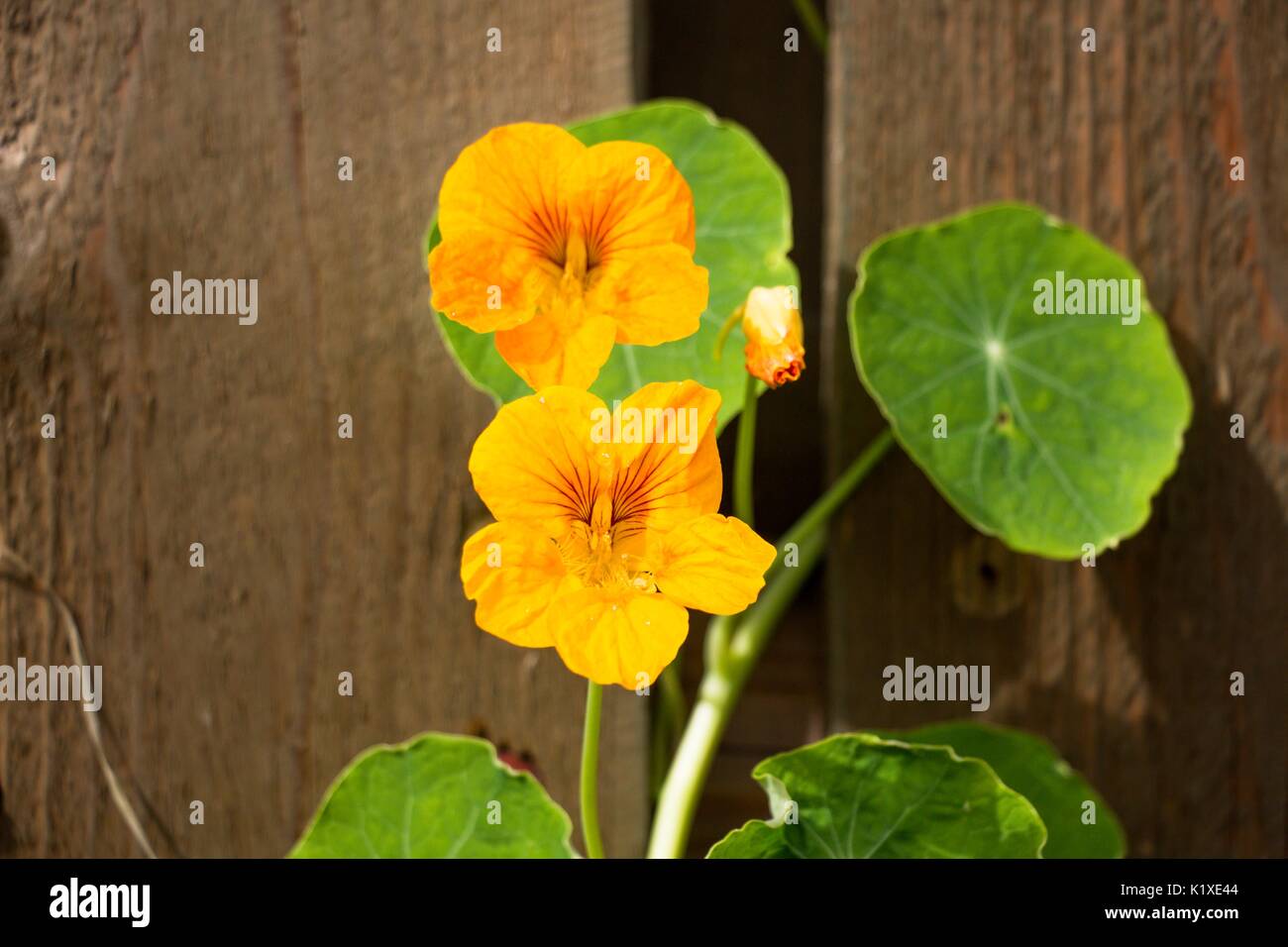 Una piccola foglia verde e due fiori d'arancio sullo sfondo di un marrone texture di legno Foto Stock