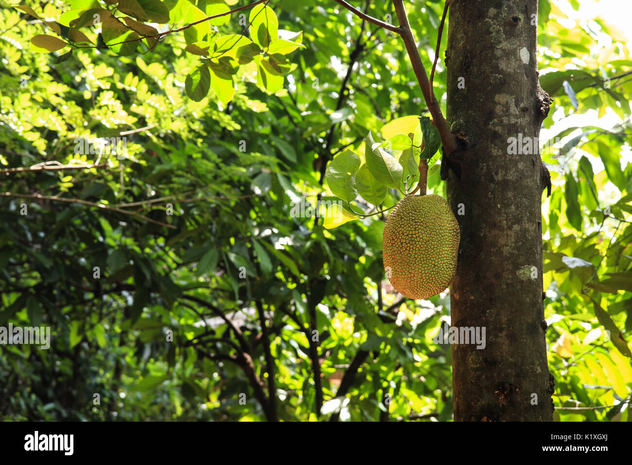 Un albero di jackfruit a Matale nello Sri Lanka Foto Stock