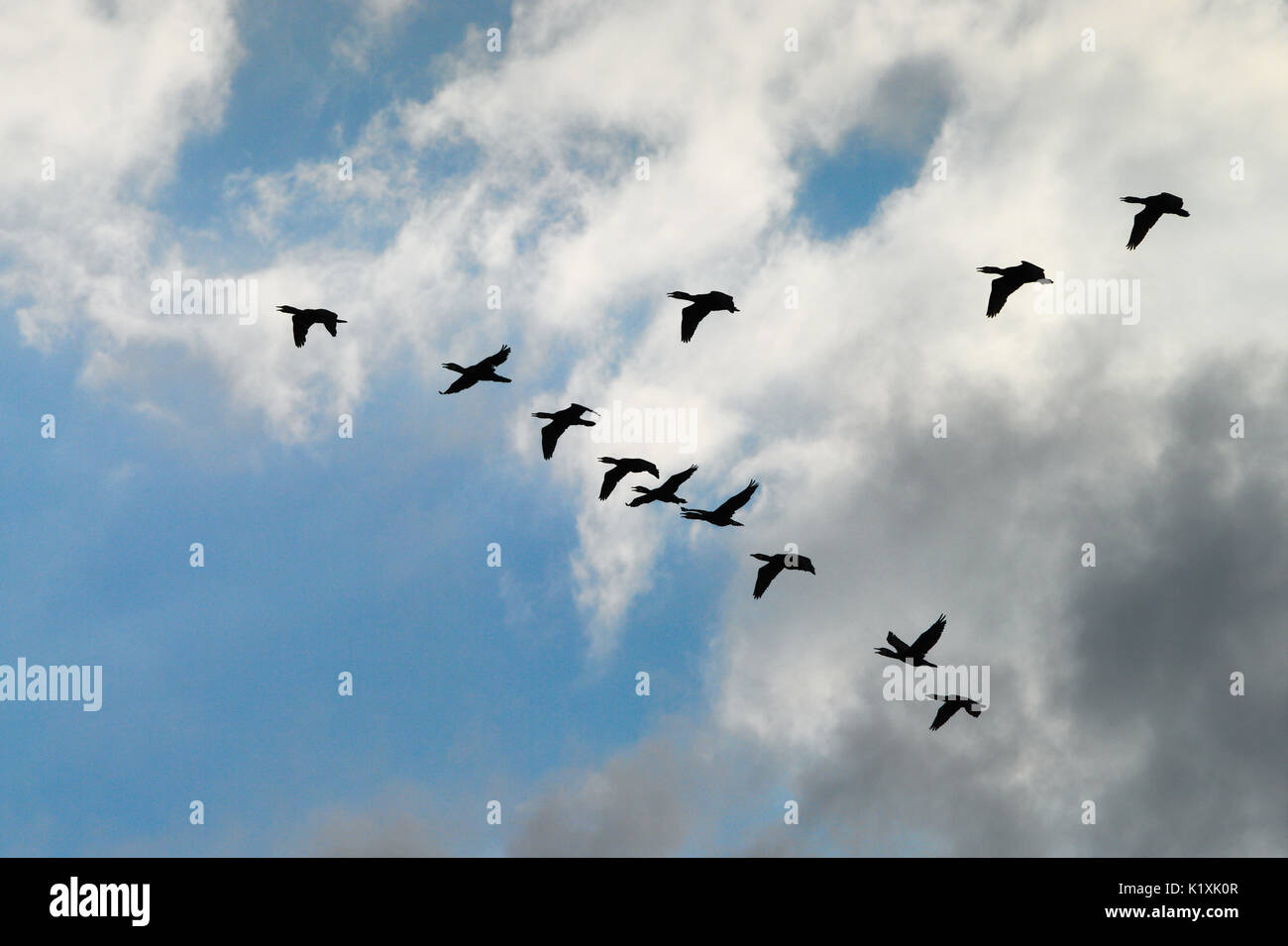 Il cormorano Phalacrocorax carbo gruppo silhouette a volare alto in una V formazione contro le nuvole bianche. Uccelli migratori concetto. Pomerania, Polonia. Foto Stock