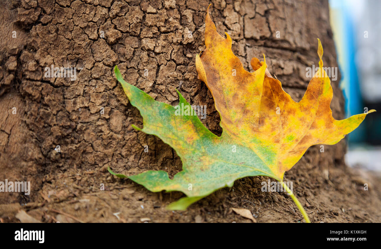 Foglia di acero sul terreno in autunno Foto Stock
