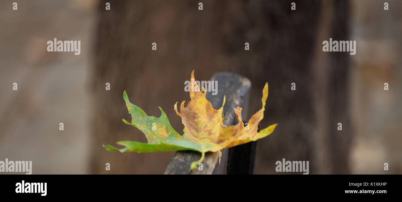 Maple Leaf a secco in autunno Foto Stock