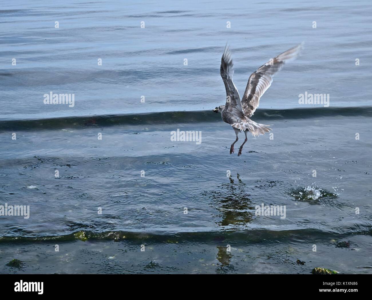 La bassa marea sul Puget Sound rivela molte creature del mare rendendo il pasto successivo per un sea gull un elevata possibilità. Foto Stock