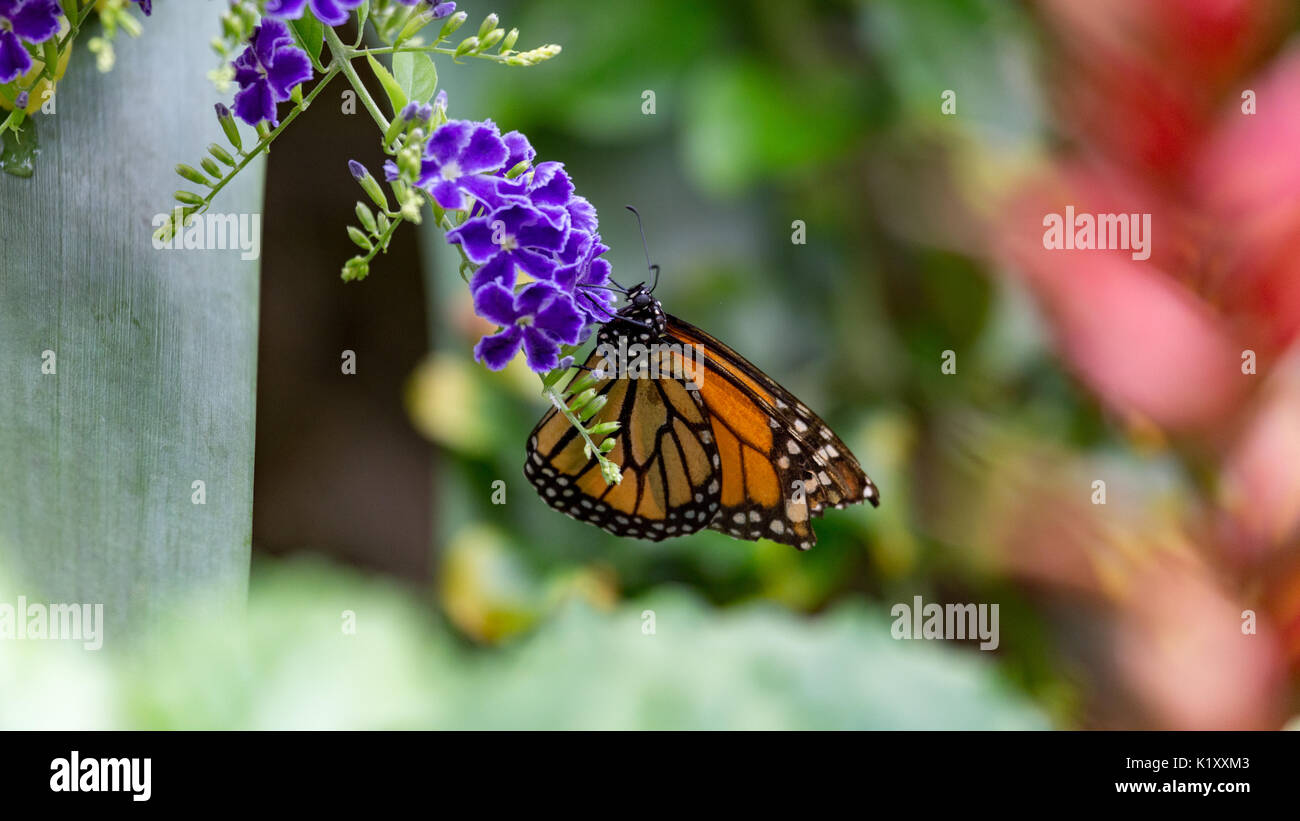 Bellissime farfalle tropicali Foto Stock