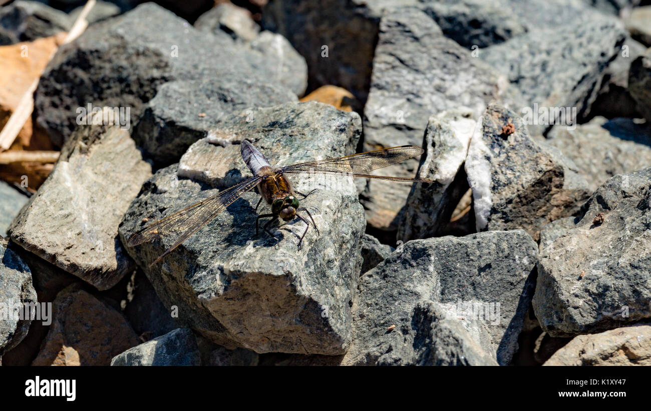 Bellissima dragonfly a prendere il sole in acqua Foto Stock