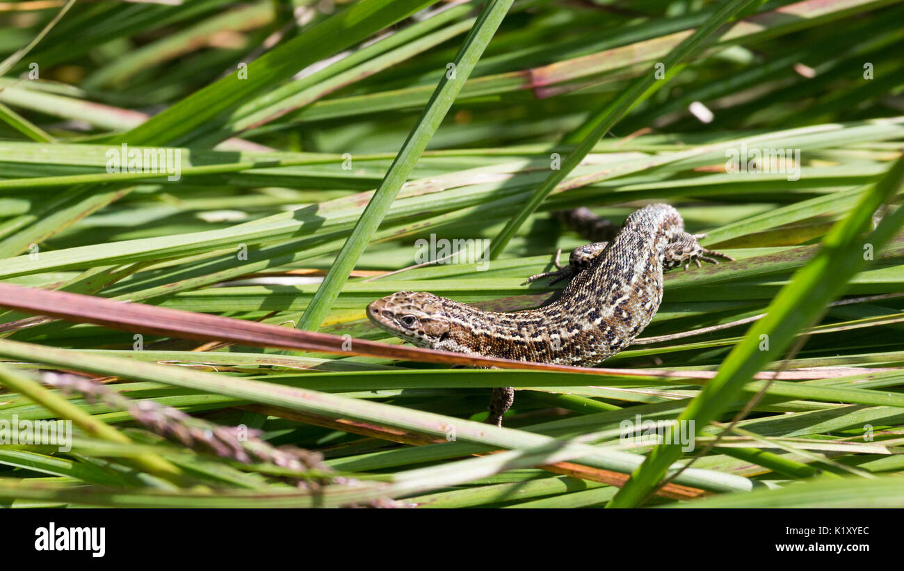 Lucertola vivipara per prendere il sole Foto Stock
