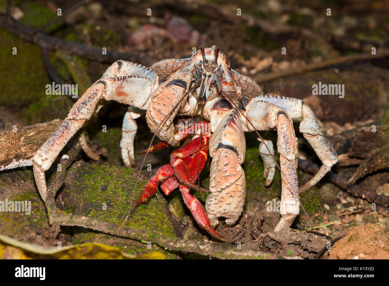 Robber Crab alimentazione su Isola di Natale Granchio rosso, Birgus latro, Isola Christmas, Australia Foto Stock