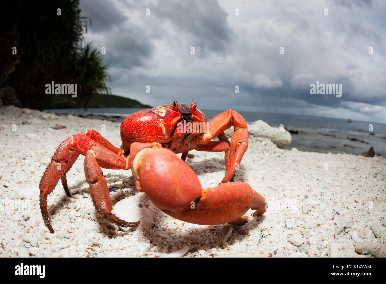 Isola di Natale Granchio rosso a Ethel Beach, Gecarcoidea natalis, Isola Christmas, Australia Foto Stock