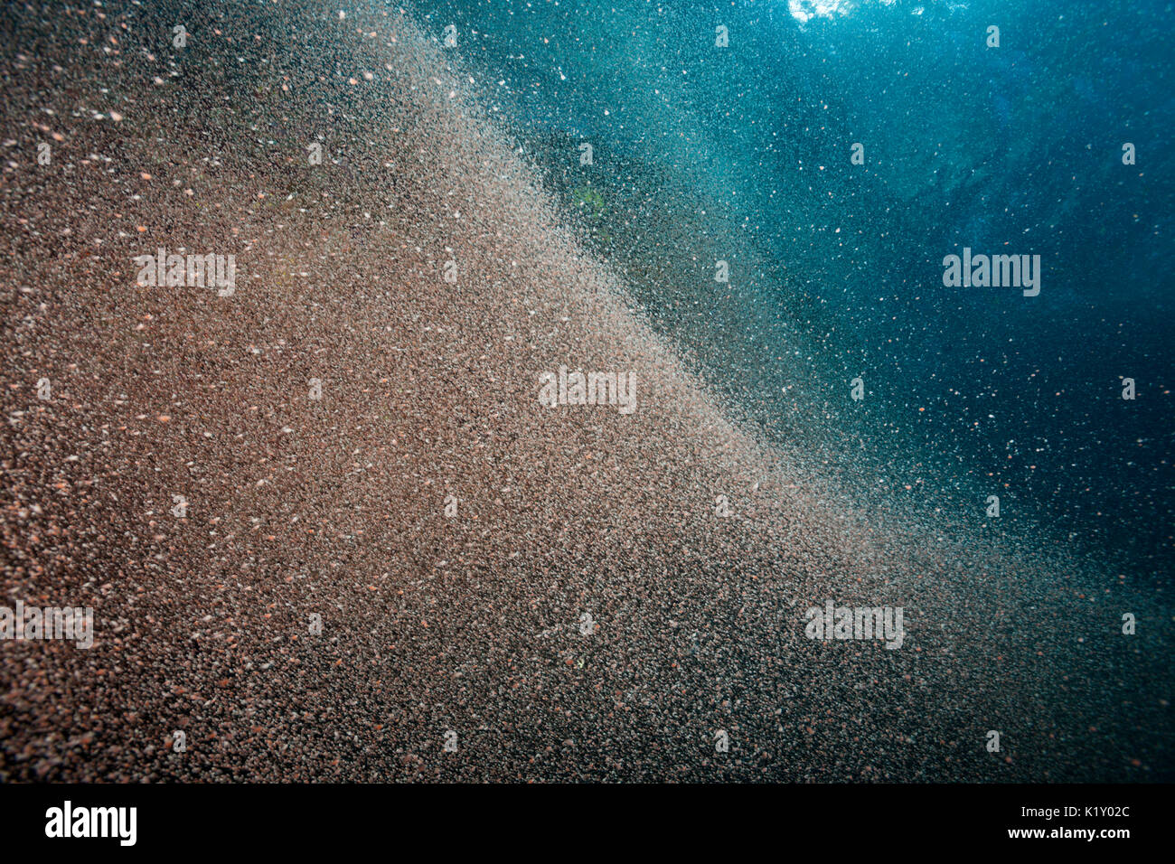 Nuvole di larve di granchio swirl vicino a riva, Gecarcoidea natalis, Isola Christmas, Australia Foto Stock