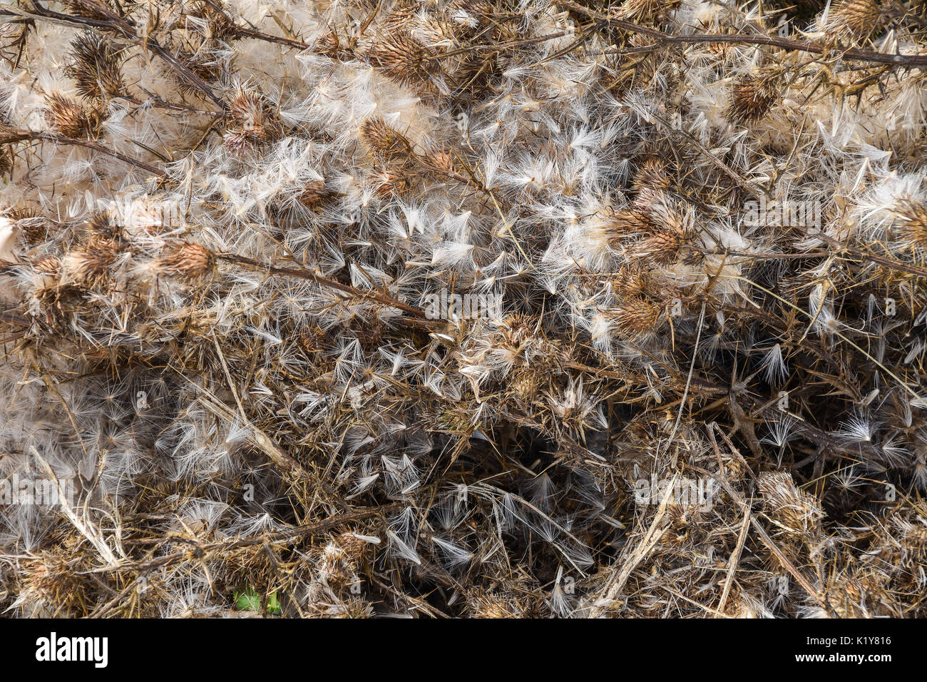 Dead thistle erbacce con seedheads, Francia. Foto Stock