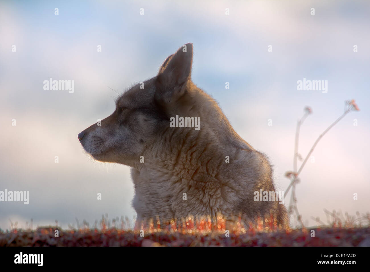 East Siberian Laika (correlati razza husky) Foto Stock