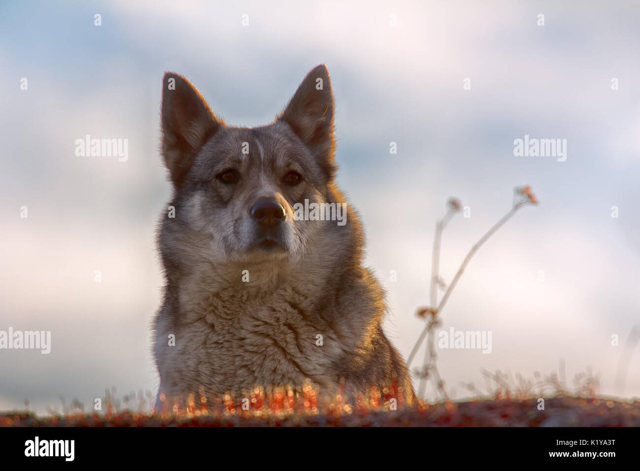 East Siberian Laika (correlati razza husky) Foto Stock