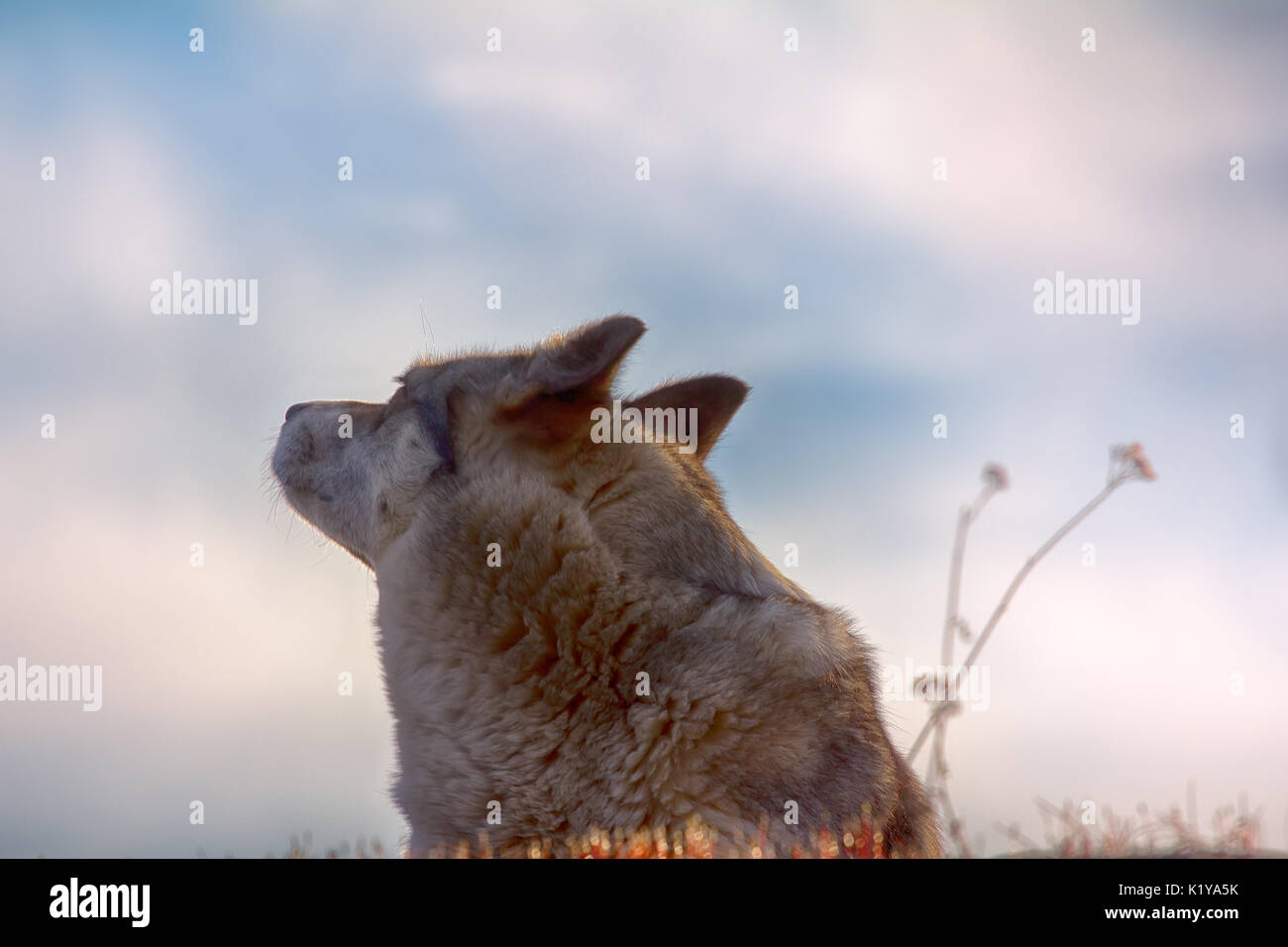 East Siberian Laika (correlati razza husky) Foto Stock