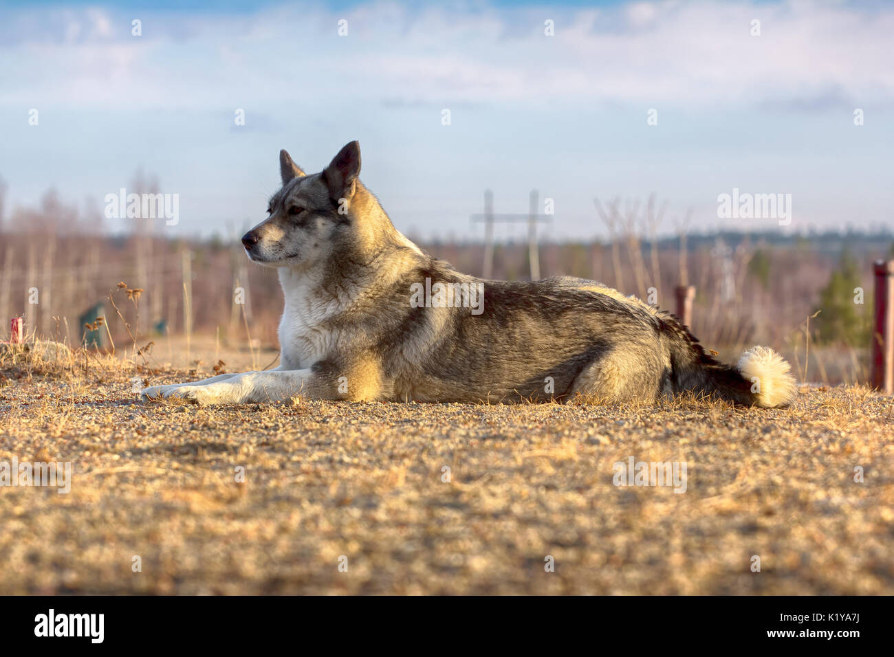 East Siberian Laika (correlati razza husky) donnola scomparso nel sottobosco, Foto Stock