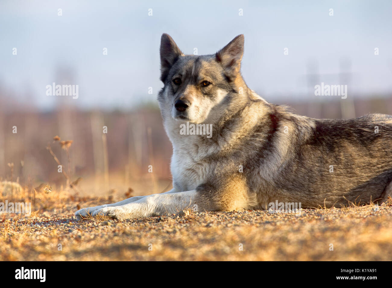 East Siberian Laika (correlati razza husky) donnola scomparso nel sottobosco, Foto Stock