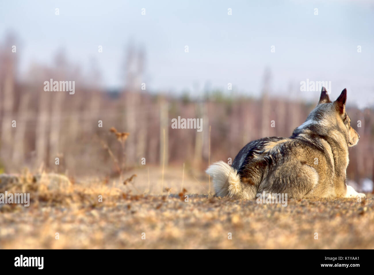 East Siberian Laika (correlati razza husky) donnola scomparso nel sottobosco, Foto Stock