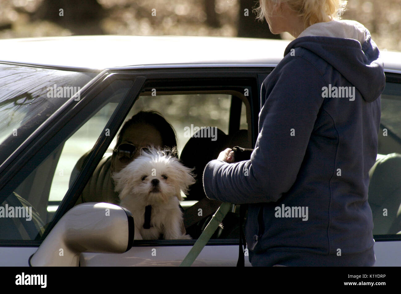 Grazioso piccolo cane bianco a auto della finestra Foto Stock