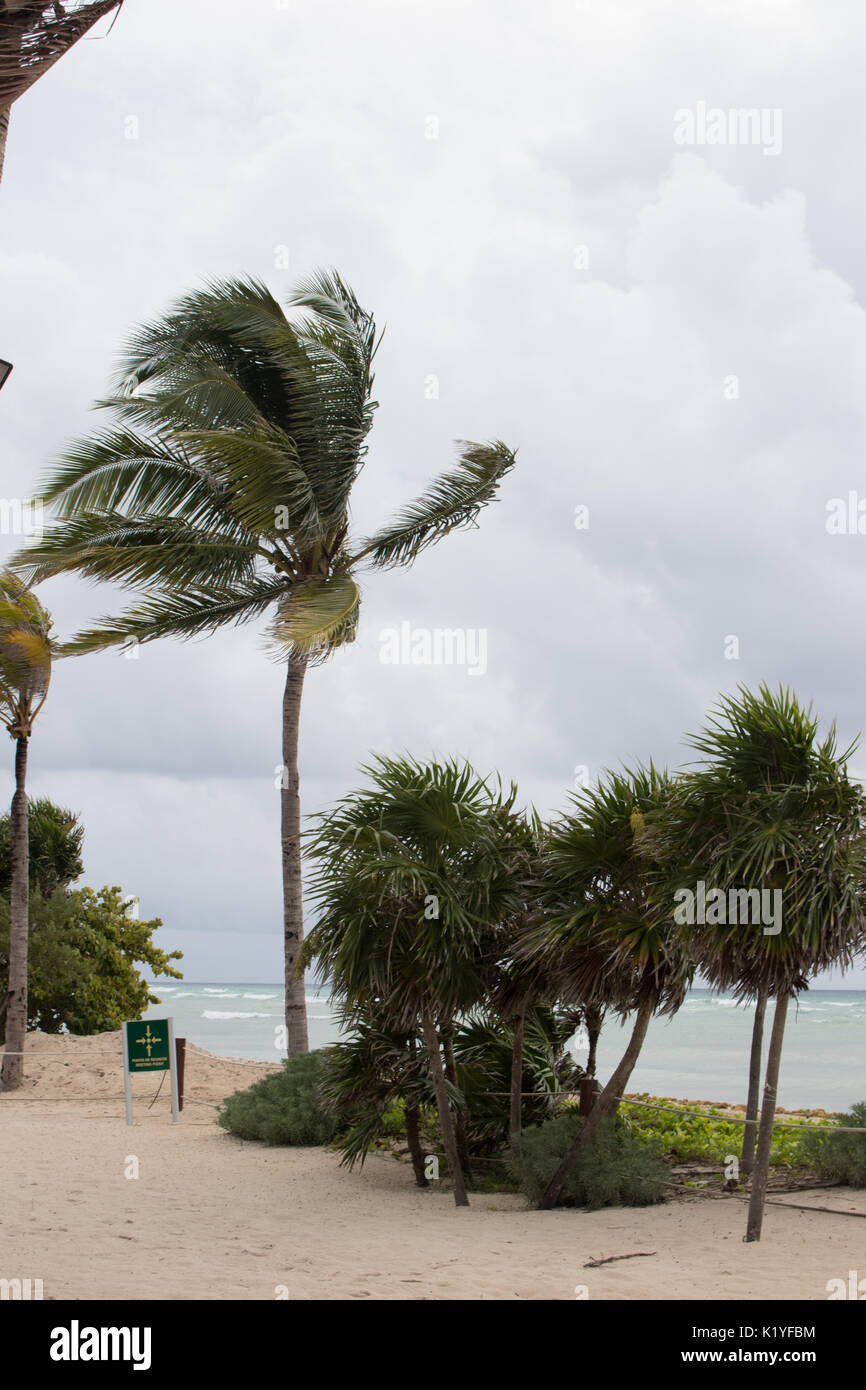 Ventoso Palm tree sul bordo dei Caraibi contro il cielo tempestoso come tempesta tropicale Harvey passa. Foto Stock