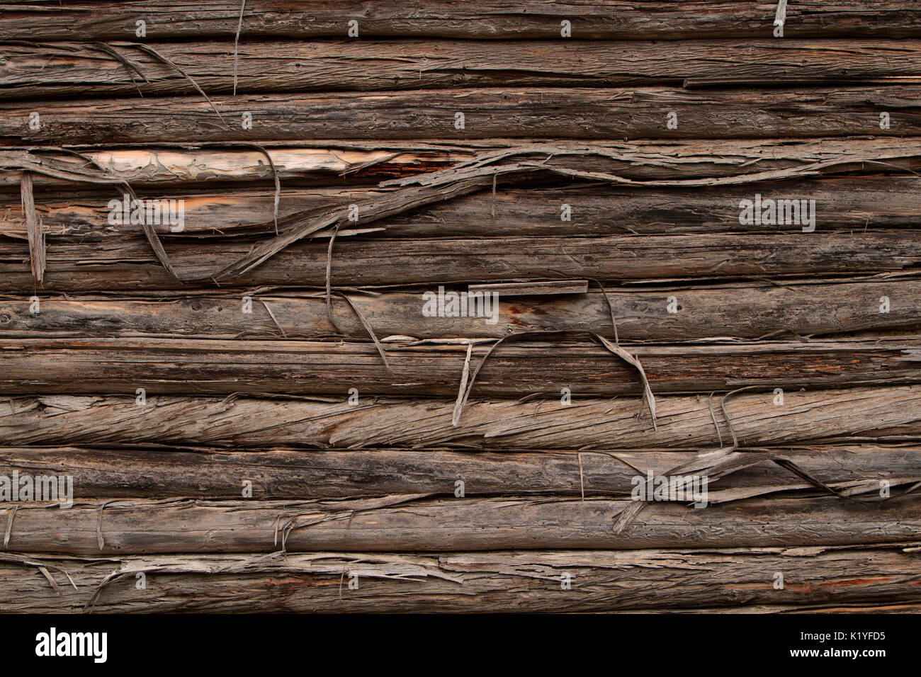Vecchio rustico log cabin parete con corteccia sfondo Foto Stock