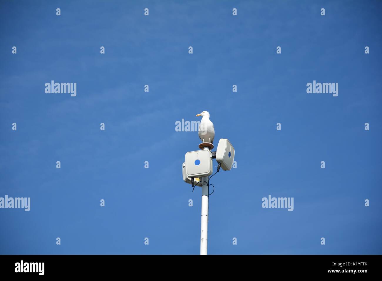 Gabbiano seduta su antenna Foto Stock