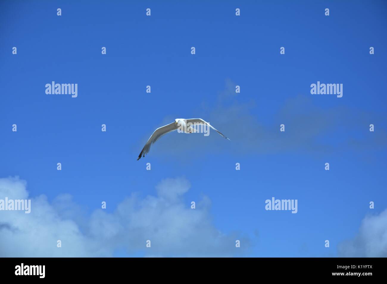 Gull con molto di cielo blu e nuvole Foto Stock