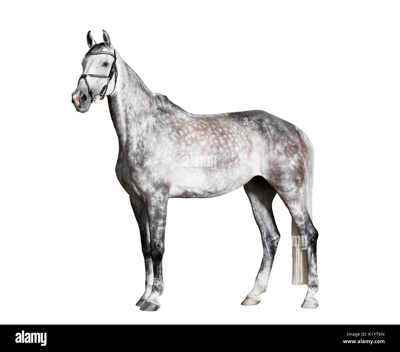 Un cavallo bianco con briglia contro uno sfondo bianco, isolato Foto Stock