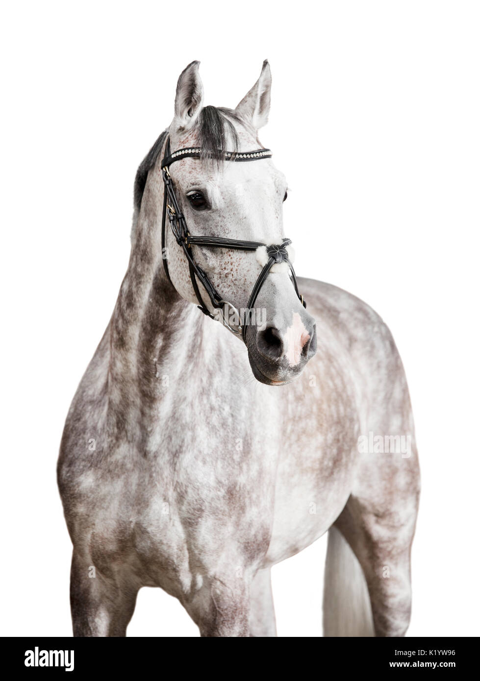 Un cavallo bianco con briglia contro uno sfondo bianco, rilasciato Foto Stock