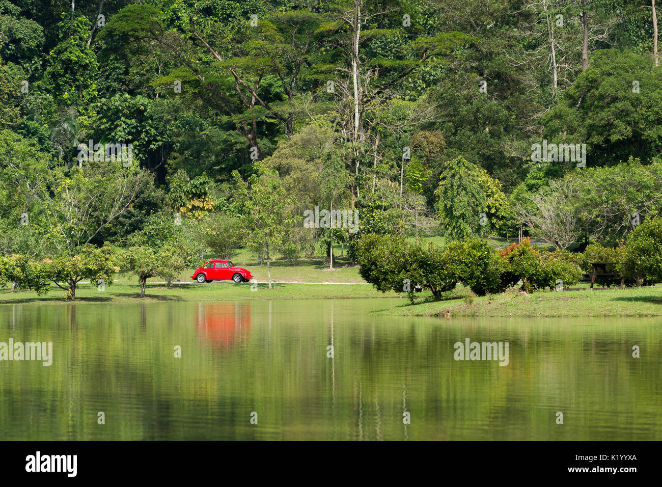 Un classico di colore rosso brillante VW Volkswagen maggiolino parcheggiato in una fuori posto l'impostazione di un tropicale del parco forestale da un lago, Kuala Lumpur, Malesia. Foto Stock
