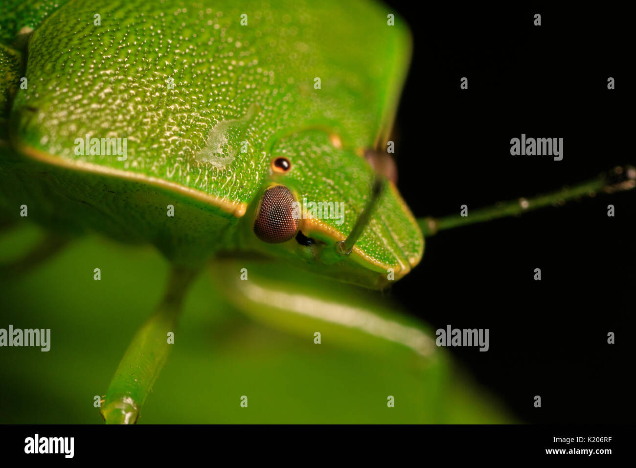 Green stink bug o soldato verde bug (Chinavia hilaris) sulla foglia, close-up di testa. Foto Stock