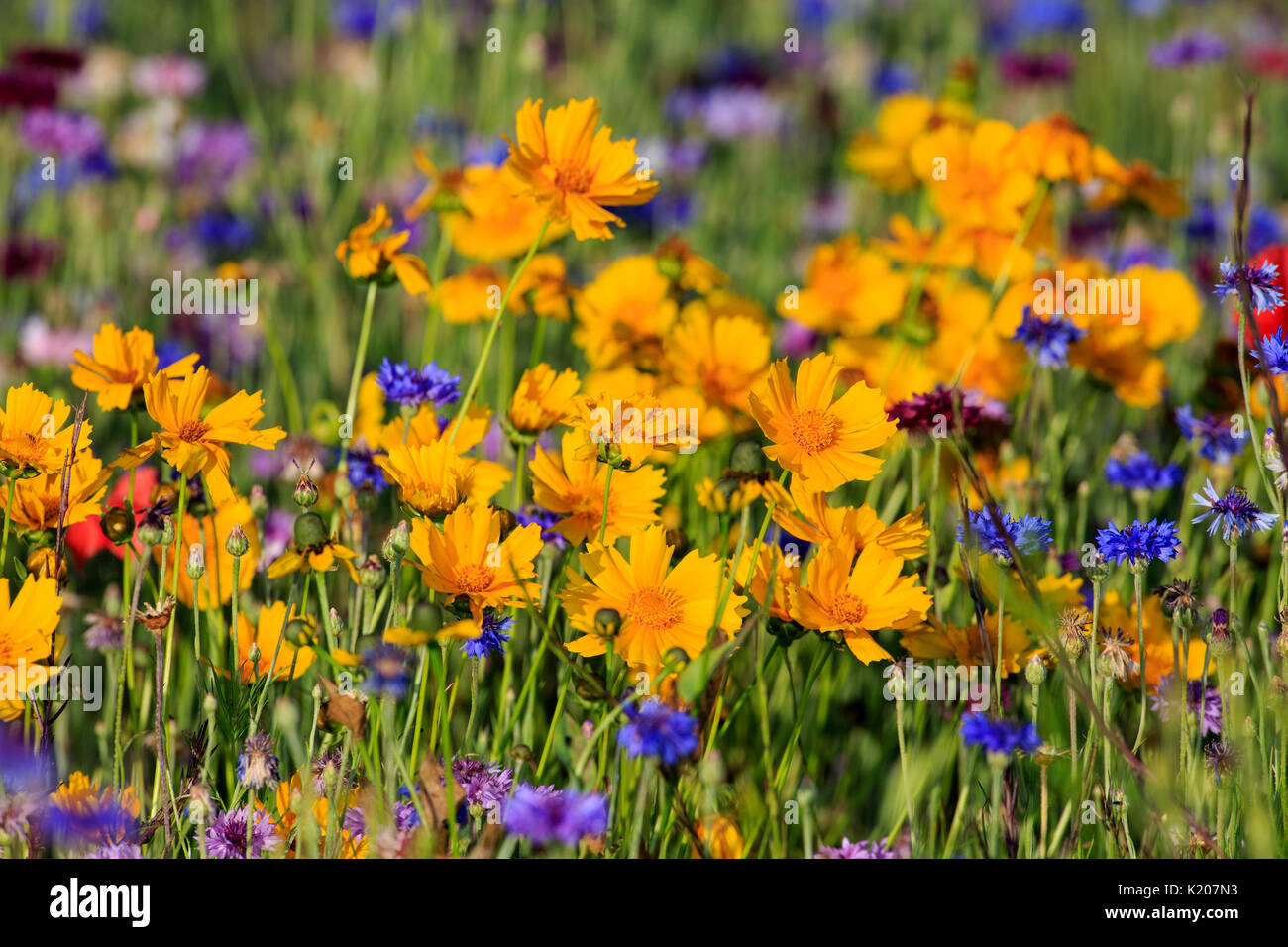 Coreopsis fiori in un campo. Foto Stock