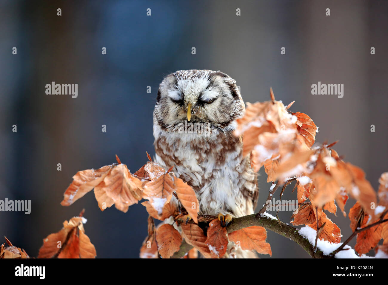 Civetta capogrosso (Aegolius funereus), adulto in appoggio su albero in inverno, Zdarske vrchy, Bohemian-Moravian Highlands, Repubblica ceca, Foto Stock