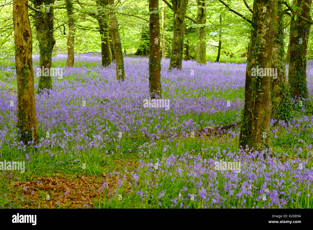 Fiore del Comune (bluebell Hyacinthoides non scripta) nella foresta, vicino a Bodmin, Cornwall, England, Regno Unito Foto Stock