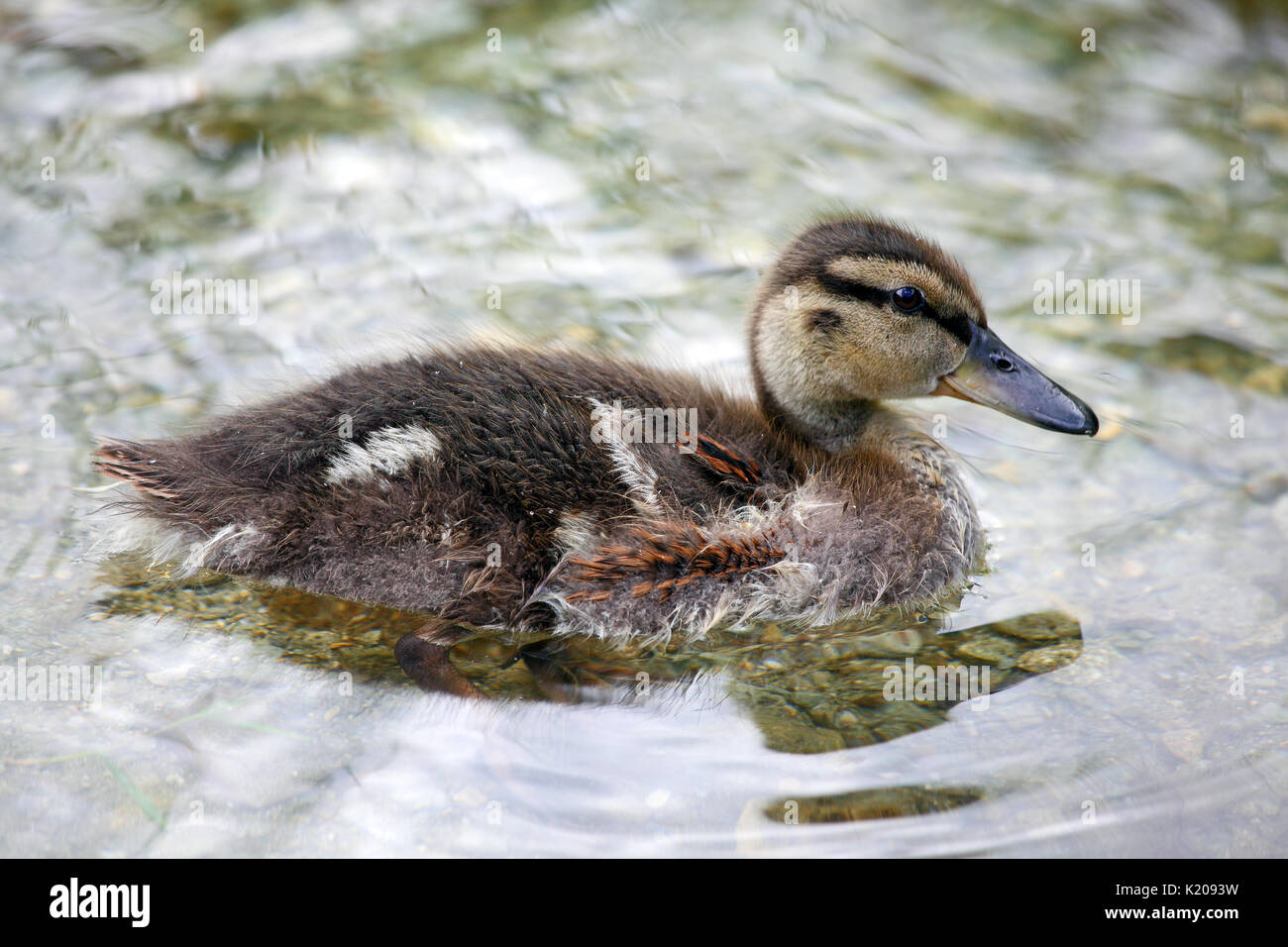 Pulcino di germano reale (Anas platyrhynchos) nuotare in acqua, il lago di Costanza, Stiria, Austria Foto Stock