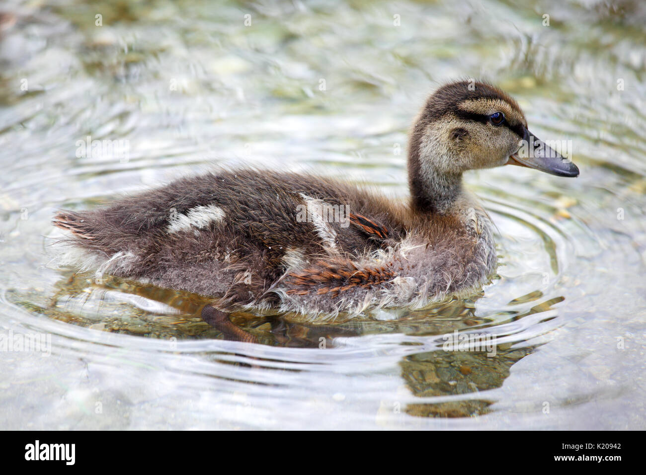 Pulcino di germano reale (Anas platyrhynchos) nuotare in acqua, il lago di Costanza, Stiria, Austria Foto Stock