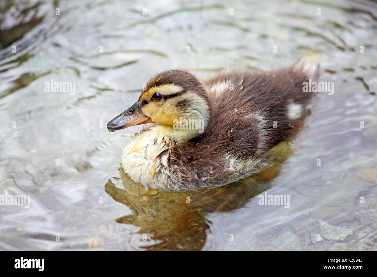 Pulcino di germano reale (Anas platyrhynchos) nuotare in acqua, il lago di Costanza, Stiria, Austria Foto Stock