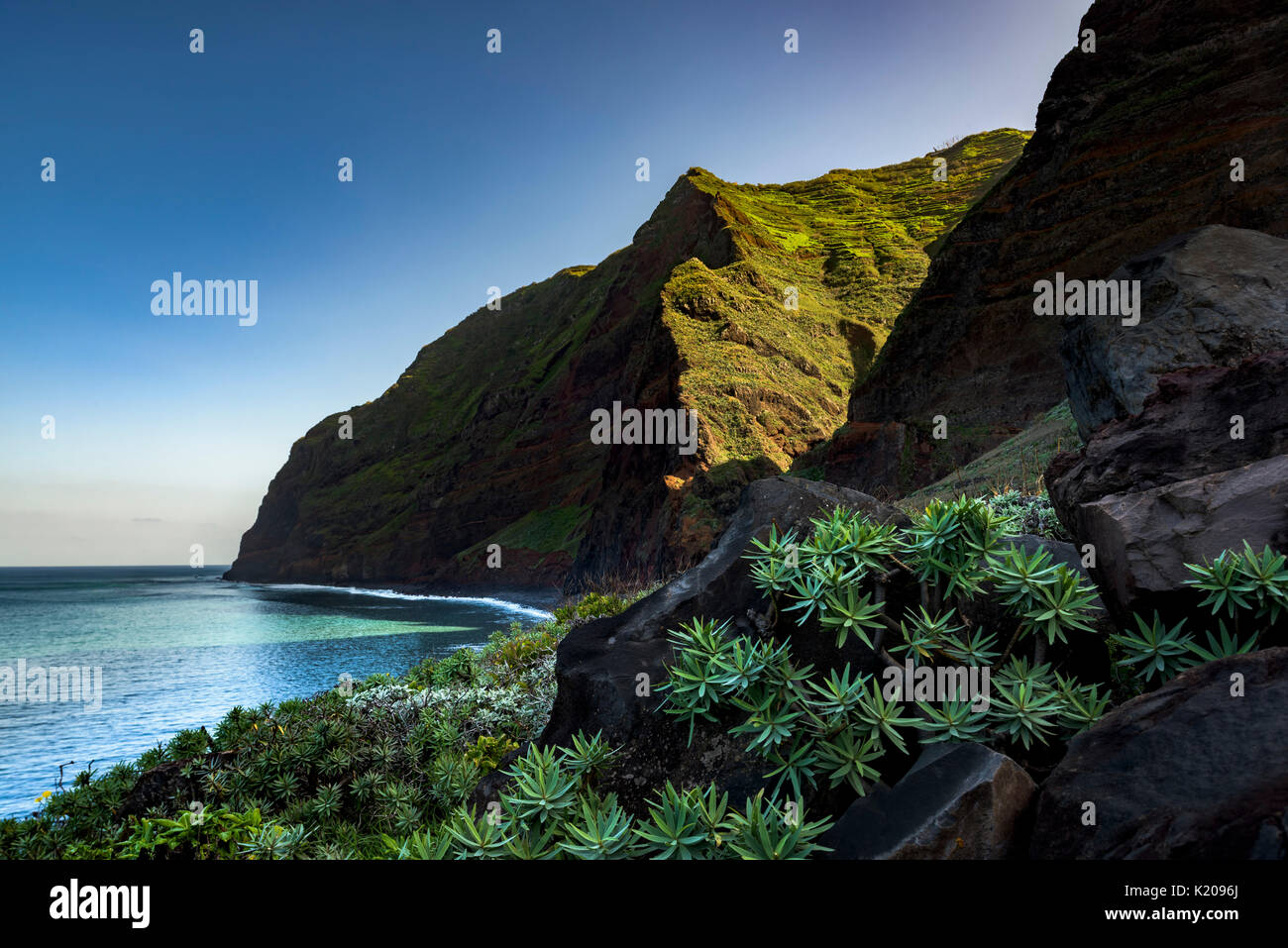 Euphorbiaceae sulla roccia lavica, scogliere a picco sul mare vicino a Porto Moniz, Madeira, Portogallo Foto Stock