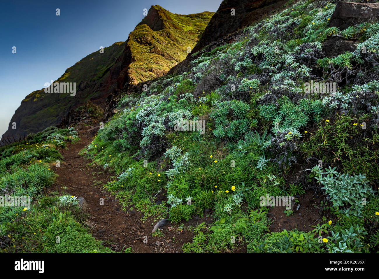 Sentiero escursionistico, Euphorbiaceae sulle ripide scogliere, Porto Moniz, Madeira, Portogallo Foto Stock