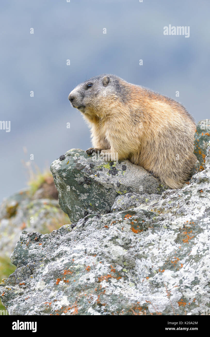 Alpine marmotta (Marmota marmota) sulle rocce, il Parco Nazionale di Hohe Tauern, Carinzia, Austria Foto Stock