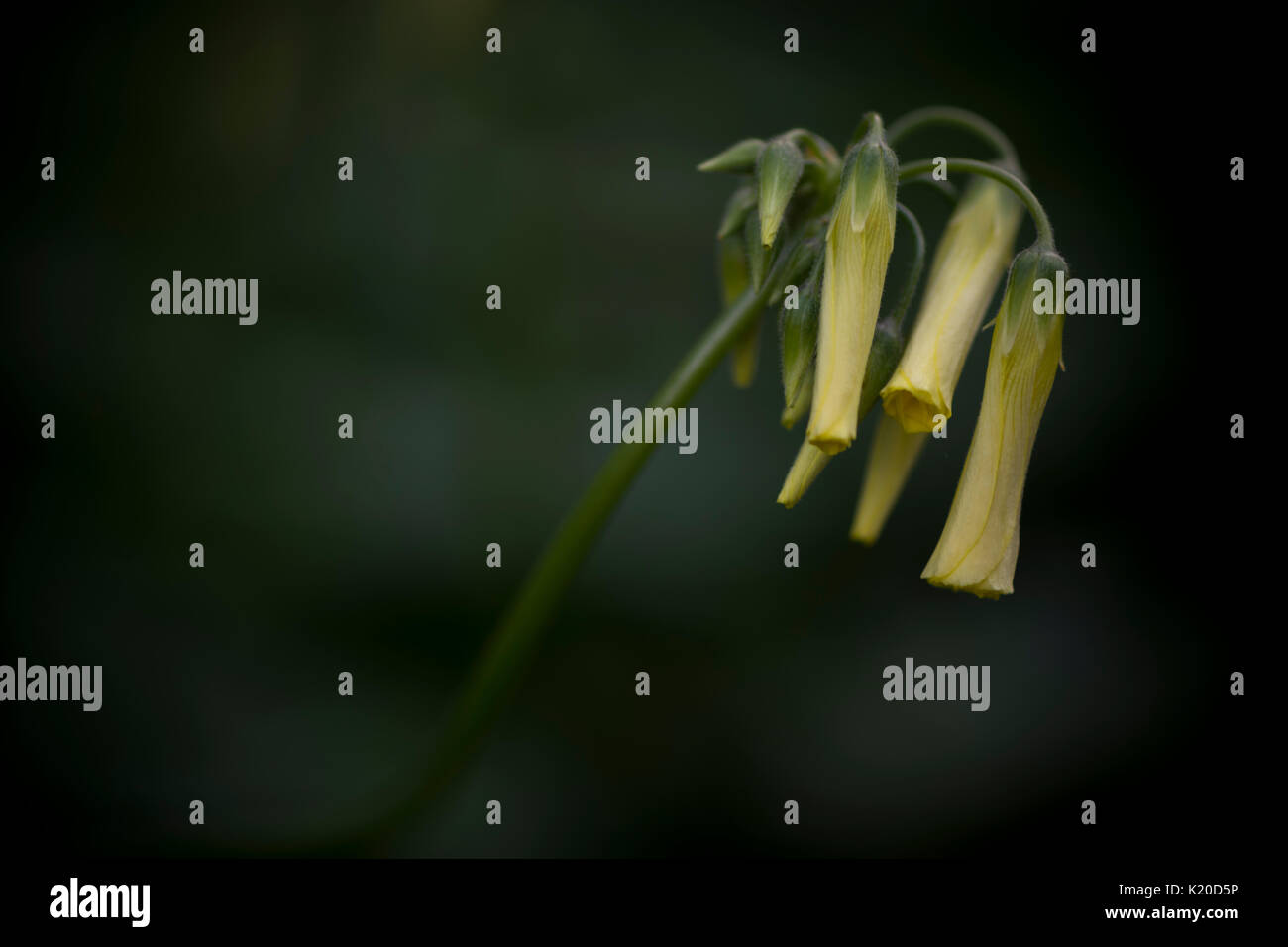 Un isolato mazzetto di fiori soursob eminating da un unico stelo con un colore verde scuro dello sfondo a chiazze lasciando più spazio per il testo a sinistra dell'immagine. Foto Stock