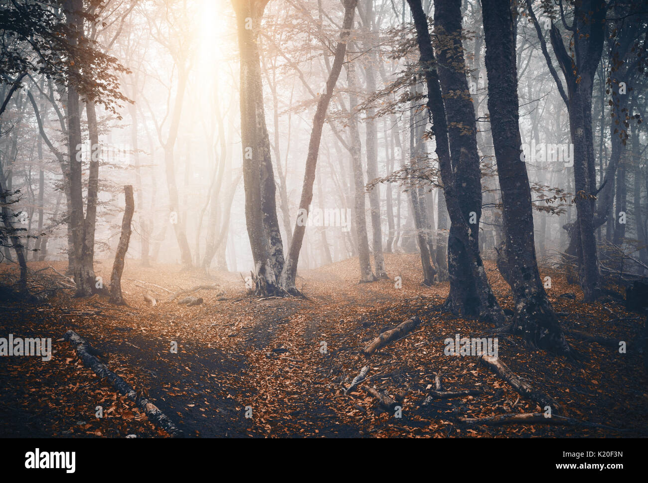 Scura foresta autunnale con il sentiero nella nebbia. Caduta di boschi. Autunno incantato nella foresta di nebbia in serata. Vecchio albero. Paesaggio con alberi, colorato arancione folia Foto Stock