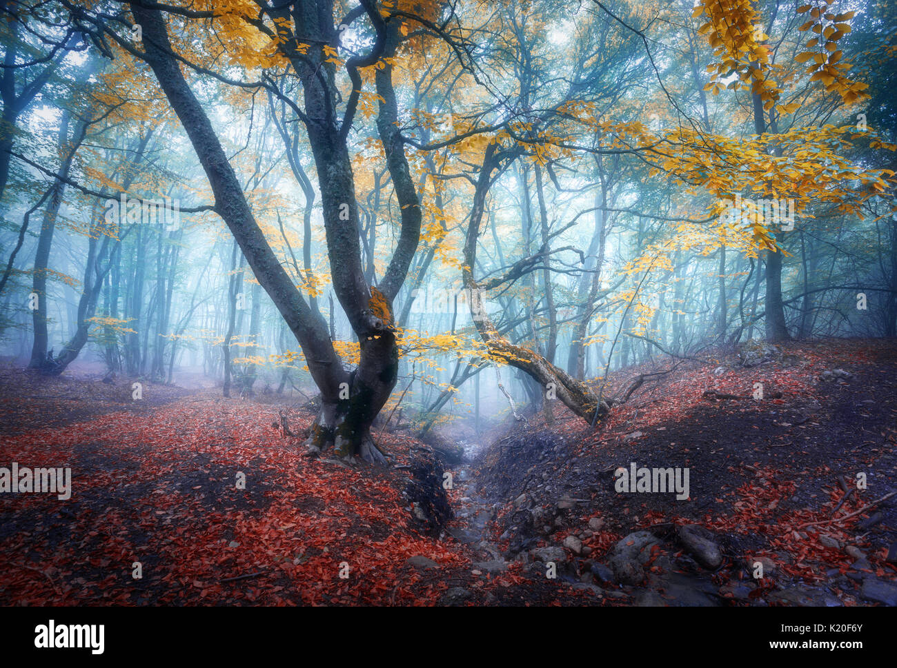 In autunno la foresta di nebbia. Mistica della foresta di autunno in blu nebbia nel crepuscolo. Vecchio albero. Paesaggio con alberi e colorati di foglie d'arancio e la nebbia. La natura. Nebbia incantata Foto Stock