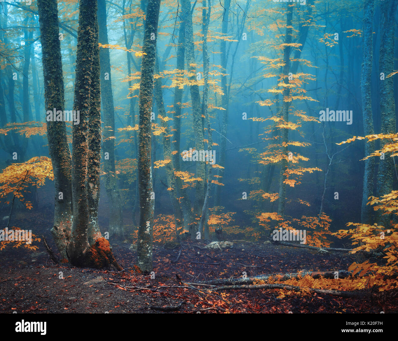 In autunno la foresta di nebbia. Mistica della foresta di autunno in blu nebbia nel crepuscolo. Vecchio albero. Paesaggio con alberi e colorati di foglie d'arancio e la nebbia. La natura. Nebbia incantata Foto Stock