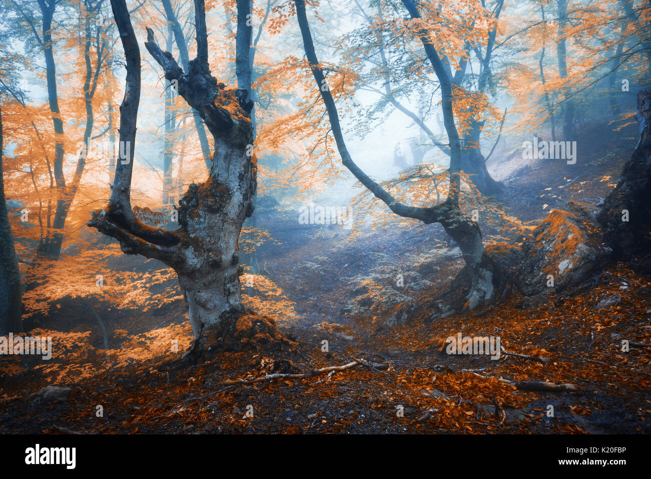 In autunno la foresta di nebbia. Mistica della foresta di autunno nella nebbia di mattina. Vecchio albero. Paesaggio con alberi e colorati di foglie d'arancio e la nebbia. La natura. F incantata Foto Stock