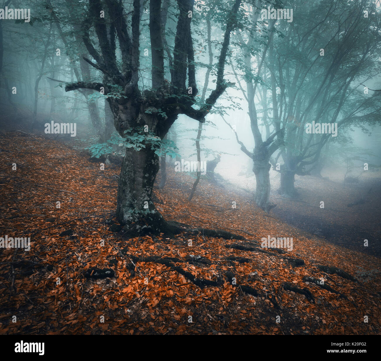 Foresta di autunno. Mistica della foresta di autunno in blu nebbia di mattina. Vecchio albero. Bellissimo paesaggio con alberi e foglie colorate e nebbia. La natura. Incantano Foto Stock