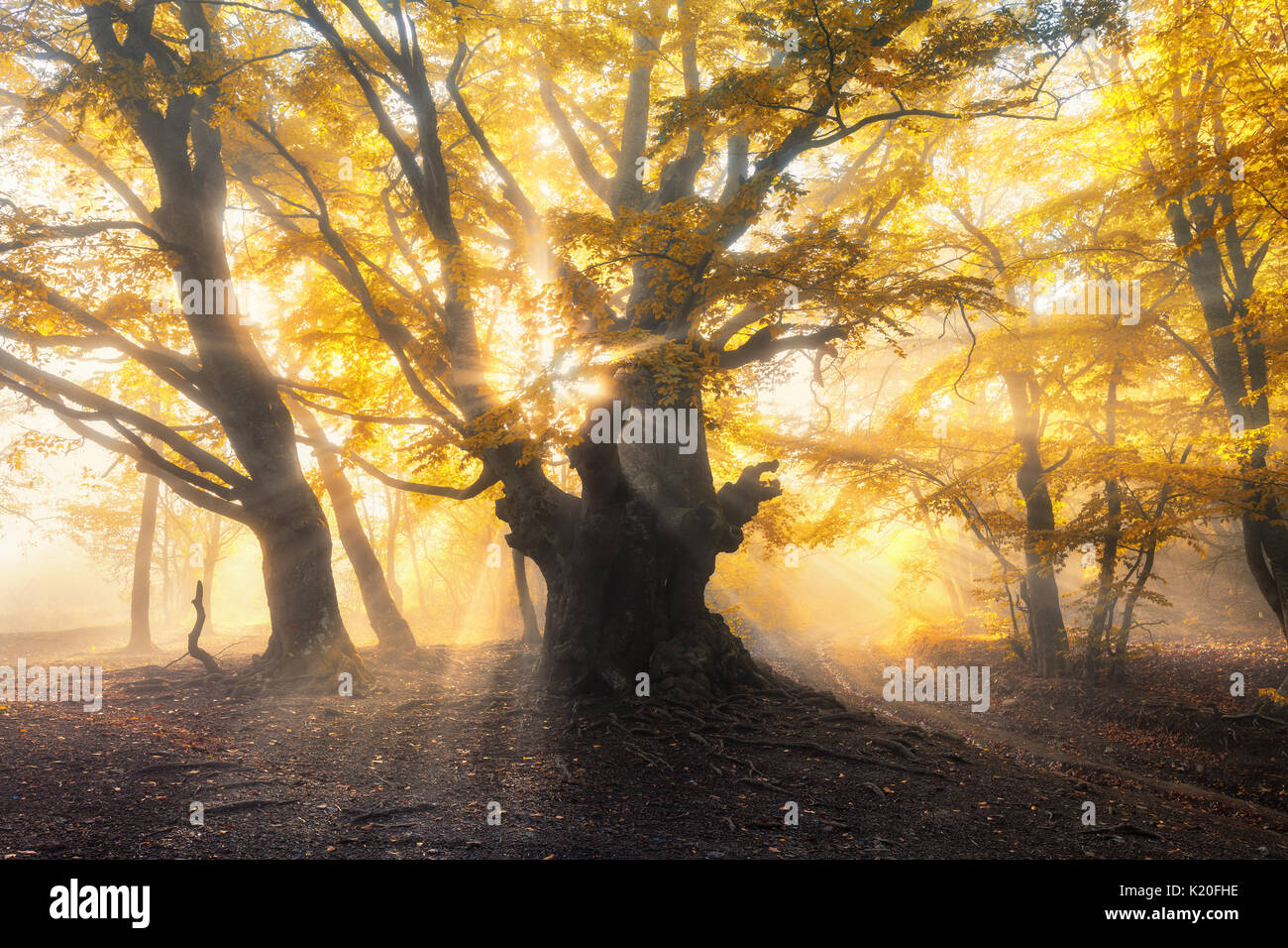 Magica vecchia foresta con raggi di sole. Alberi di sorprendente nella nebbia. Paesaggio colorato con foggy forest, oro luce solare, fogliame arancione al tramonto. Forest Fairy in Foto Stock