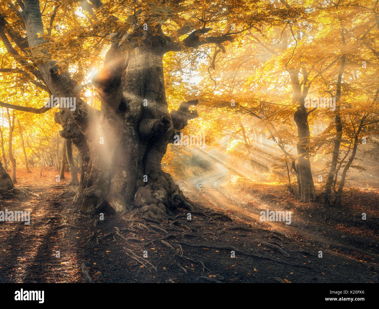 Un autunno magico bosco con raggi del sole in serata. Alberi nella nebbia. Paesaggio colorato con foggy forest, oro luce solare, fogliame arancione al tramonto. Fairy Foto Stock