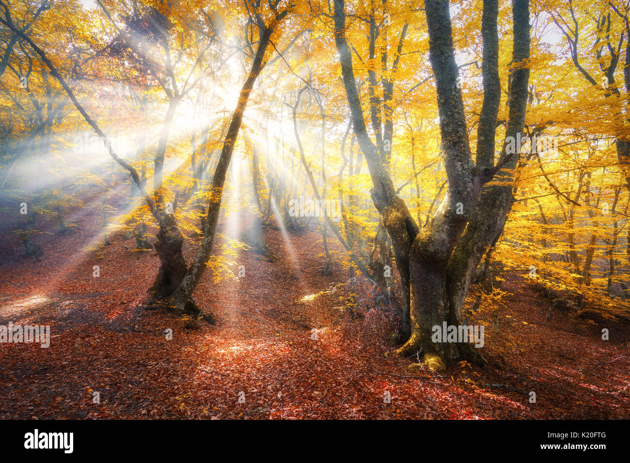 Un autunno magico bosco con raggi di sole. Alberi di sorprendente nella nebbia. Paesaggio colorato con foggy forest, oro luce solare, fogliame arancione al tramonto. Forest Fairy Foto Stock