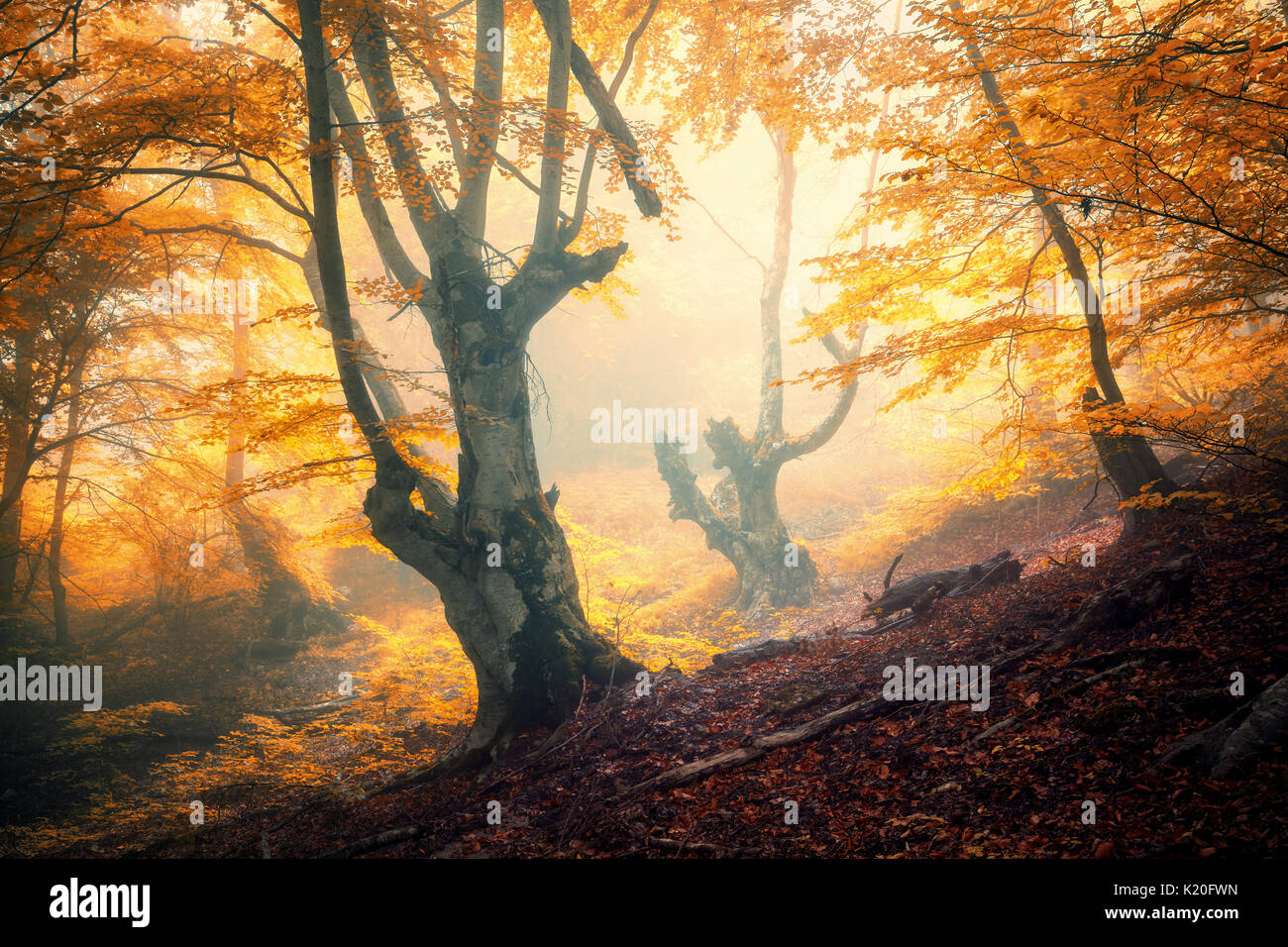 Foresta di autunno nella nebbia. Caduta di boschi. Autunno incantato nella foresta di nebbia in serata. Vecchio albero. Paesaggio con alberi, colorato di arancione e rosso fogliame e f Foto Stock