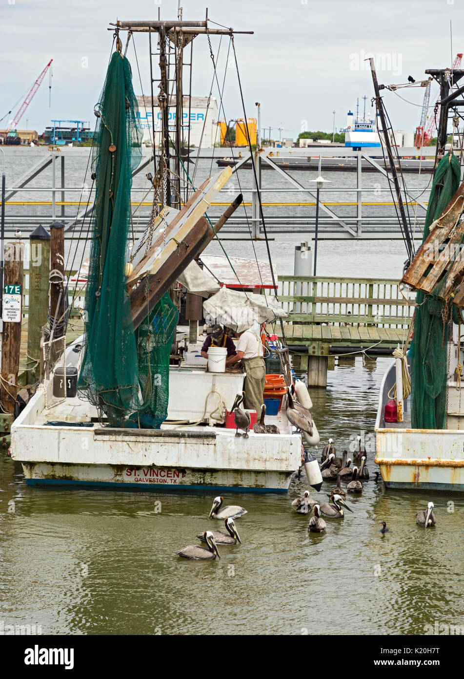 Texas, Galveston, commerciale barche da pesca, pellicani alimentazione su scarti di pesce Foto Stock
